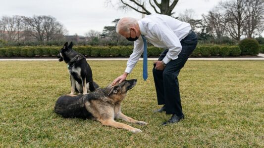 Bidens announce their elder German shepherd, Champ, has died