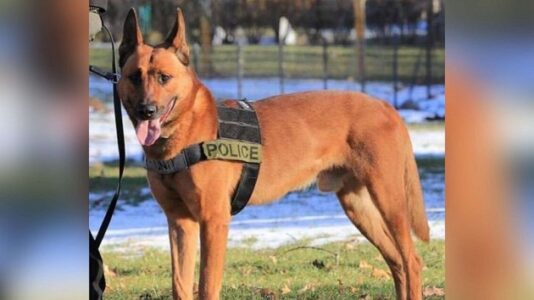 Police K9 killed, 2 officers injured after suspect’s ambush
