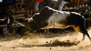 Utah Politician’s Family Escapes With Minor Injuries After Bull Attack