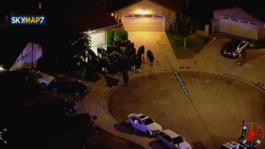 Herd of cows stampede through Los Angeles after breaking free from slaughterhouse