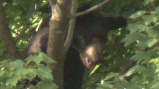 Young black bear lured out of tree next to hospital with jelly doughnuts, sardines