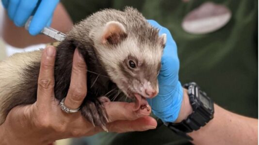 Oakland Zoo begins experimental COVID-19 vaccine program on its wildlife