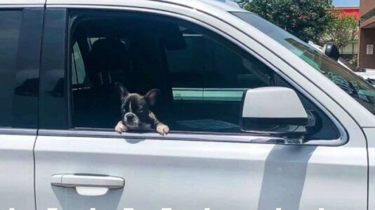 Two women arrested after stealing French bulldog puppy worth $10,000 from pet store