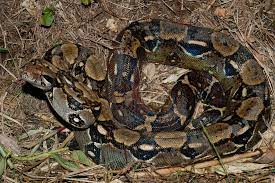 Boa constrictor accidentally freed found month later in Utah