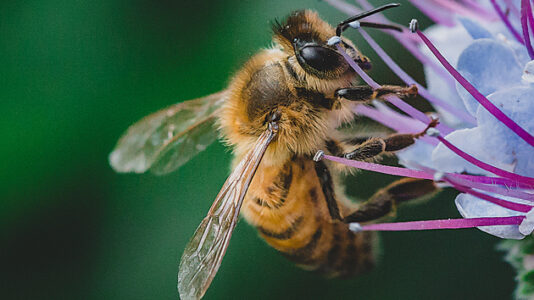 National Honey Bee Day: These foods could disappear if pollinator populations continue to dwindle