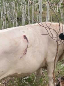 Kane County Sheriff’s Office Seeking Help After Cows Found With Marks and an Open Wound