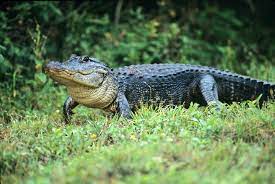 Alligator pulls handler into enclosure in front of guests