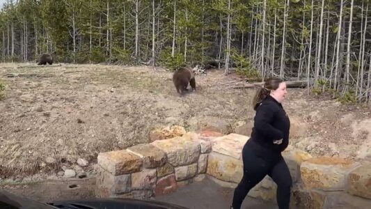 Cellphone snapshot of grizzly has Yellowstone tourist facing federal charges