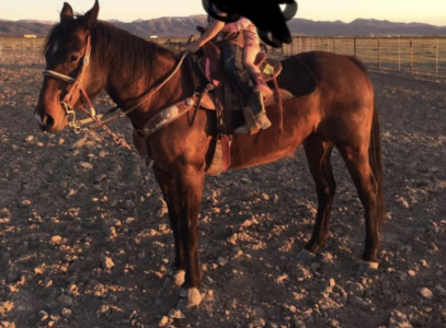 Individual Seeking Help in Locating Lost Horse