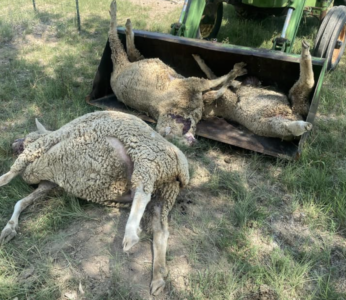 Multiple Sheep Shot In Piute County