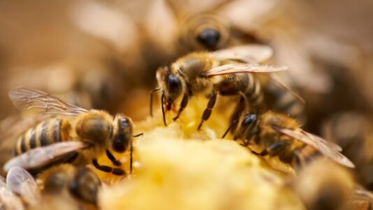 Monoculture farming is another way modern-day agriculture is killing bees, scientists say