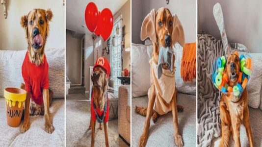 This dog is winning Halloween with his 31 amazing costumes