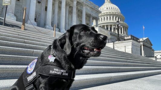 Capitol Police using support dogs in wake of Jan. 6 trauma
