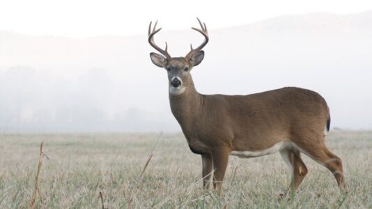 Visitor attacked by buck in Yosemite National Park, as others feed wildlife