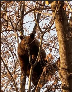 Bear Stuck in a Tree in Richfield