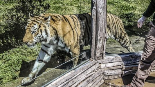 Naples Zoo supports deputy’s decision to shoot tiger after attack