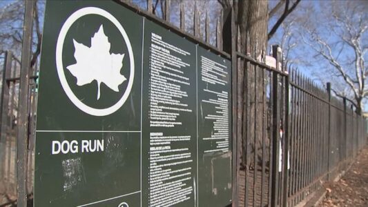 ‘Multiple’ dogs may have been sickened by rat-transmitted illness, NYC official says