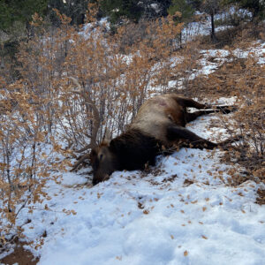 Illegal Animal Deaths On The Rise