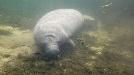 Environmental groups sue over rising manatee deaths in Florida