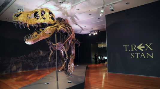 An enormous T. rex skeleton vanished after a mysterious auction. It just turned up