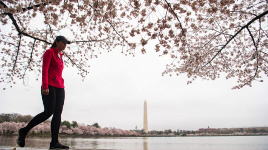 Washington welcomes spring with cherry blossoms in full bloom