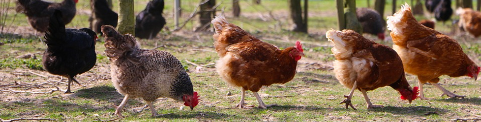 Avian influenza detected in backyard bird flock in Utah