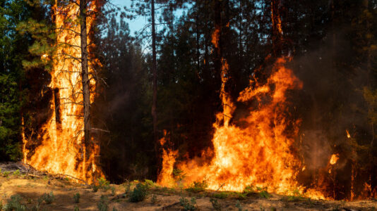 Victims of California wildfires fight to rebuild lost forests through sawmills, seeds