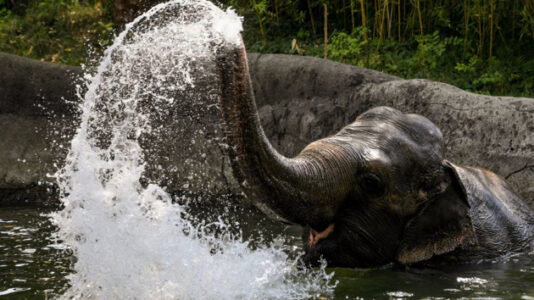 Atlanta Zoo closing early due to extreme heat: How the animals are staying safe