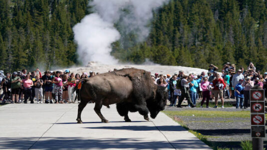 Woman attacked by Yellowstone bison