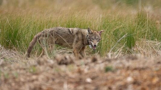 Endangered red wolf populations could be revived with ‘ghost’ genes from coyotes, scientists say