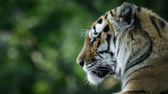 14-year-old tiger dies after contracting COVID-19 at zoo
