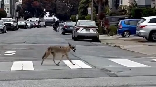 Coyote spotted roaming the streets of downtown San Francisco