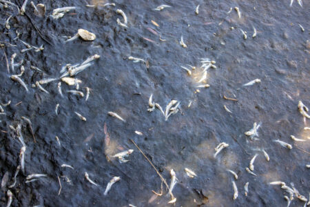 Red tide on California lake causes dead fish to line shore