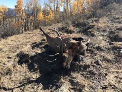 DWR seeking information after 2 bull elk killed, left to waste in Sevier County