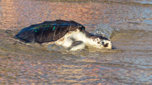 How cold weather can impact animals in the South