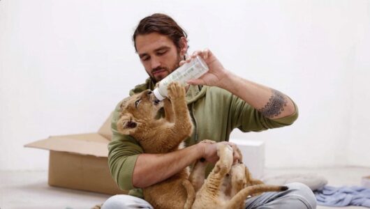 Lion cubs abandoned in Ukraine find new home in Minnesota