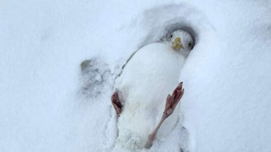 Buffalo residents rescue birds stuck in ice after historic winter storm