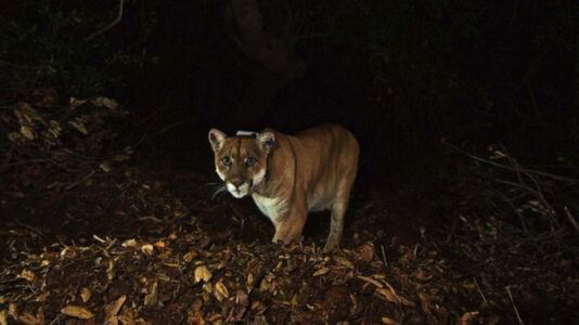 Second mountain lion near Los Angeles dies, a month after death of famous cougar