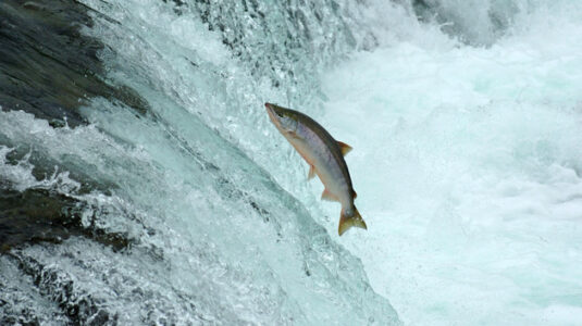 EPA vetoes controversial Alaska mining project in effort to protect salmon population
