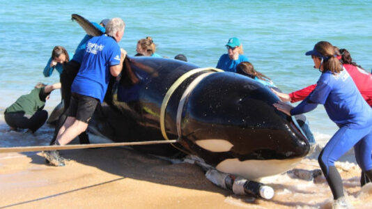 Large killer whale dies after beaching itself on Florida coast