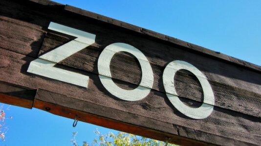 Endangered vulture dies ‘unusual’ death at Dallas Zoo as string of suspicious incidents continue