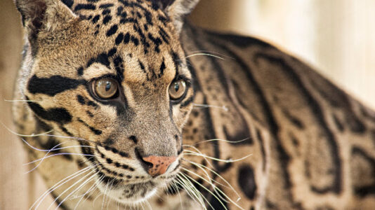 Dallas Zoo closes to search for missing clouded leopard