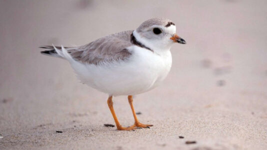 National Bird Day: These are some of the species most at risk of extinction in the US
