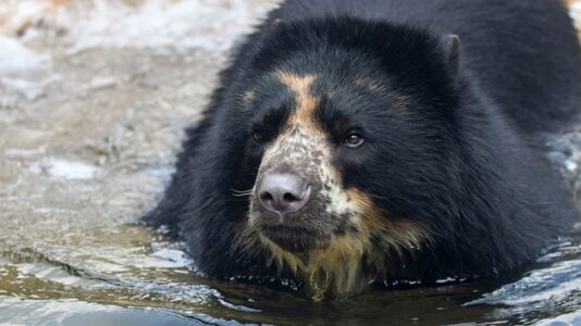 Mischievous bear escapes enclosure at St. Louis Zoo, again