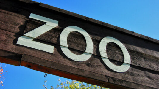 Twelve monkeys missing from Louisiana zoo as search for thief continues