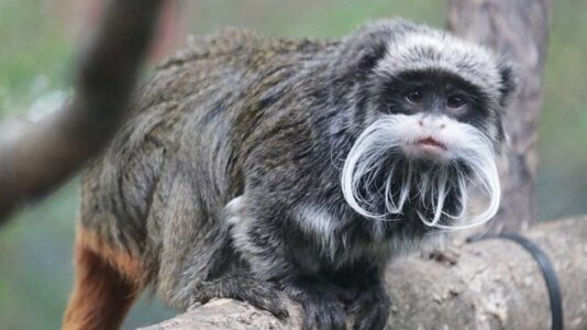 Dallas Zoo offering $25,000 reward for information on person tampering with animal habitats