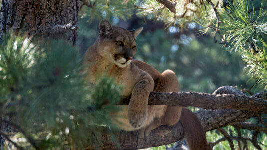Mountain lion attack leaves child in unknown condition at trauma center