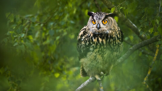 Flaco, the escaped Central Park Zoo owl, proving he can survive outside zoo enclosure
