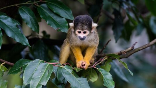 12 monkeys still missing as suspect arrested in theft from Louisiana zoo