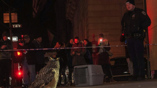 Central Park Zoo owl on the loose after exhibit vandalized, zoo says